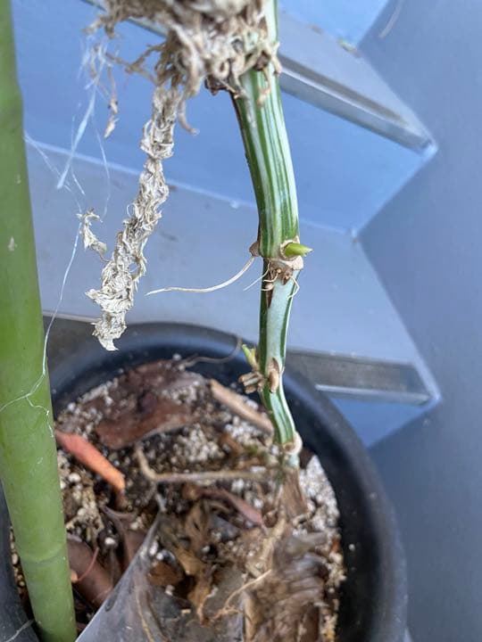 マドカズラ斑入り30節　新芽いっぱい