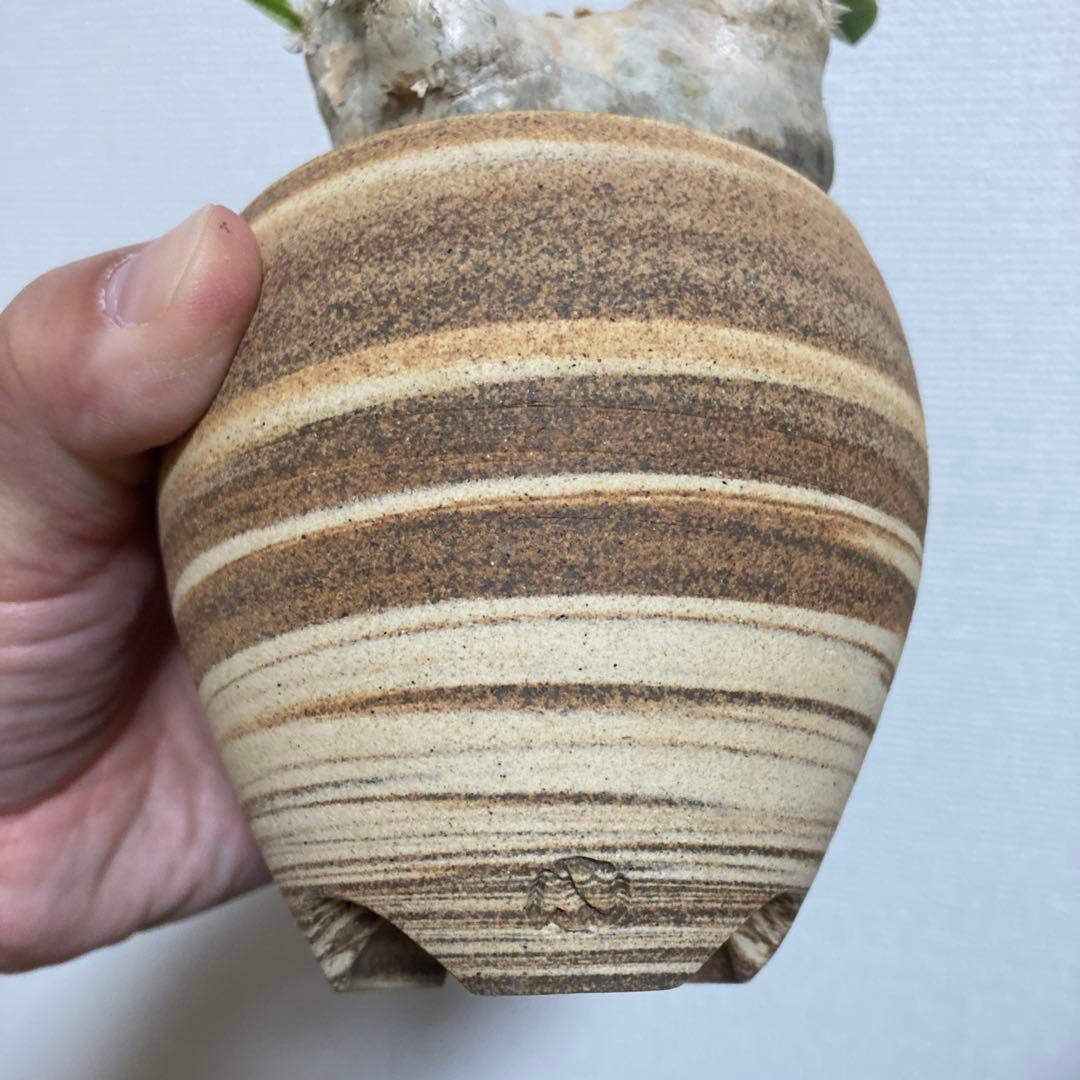 秋の値下げ❕パキポディウム　ブレビカウレ　恵比寿笑　鉢付き