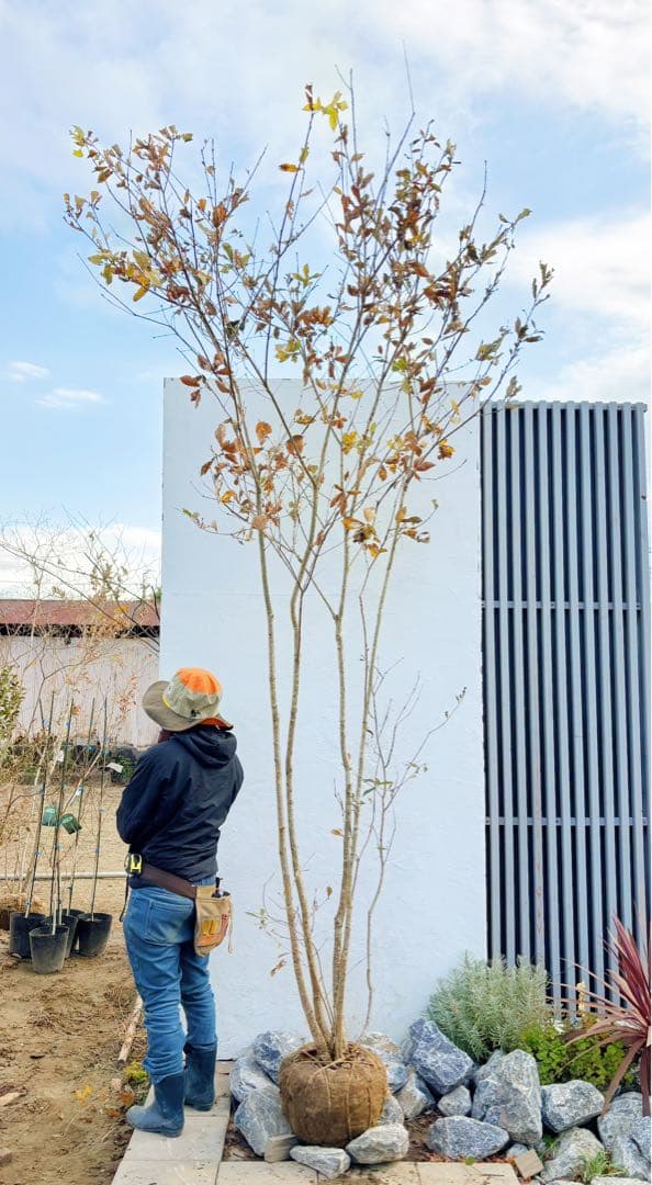 希少。銀幹 山採りコナラ株立ち3.4M(鉢底から)