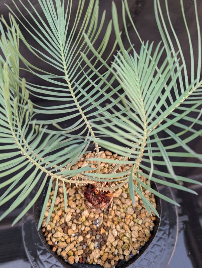 決算創業祭 お買い得 サイカスカイルンシアナ ウネリ葉 貴重 レア