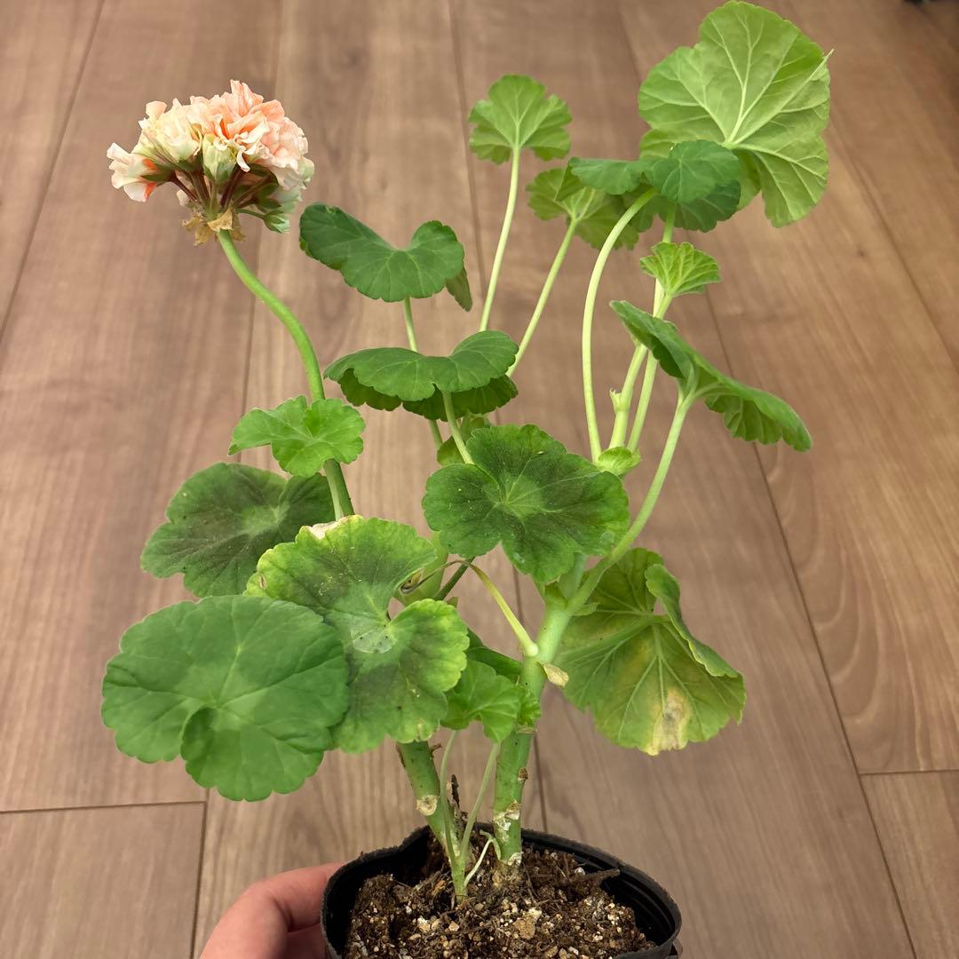 超レア品種ゼラニウム苗　オレンジシュシュ咲きゼラニウムmre021-1