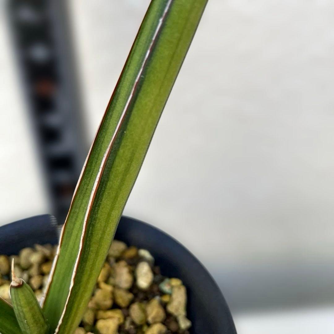 超希少　サンスベリア　斑入りカナリキュラタ　カナリキュラータ　ナナ　本物