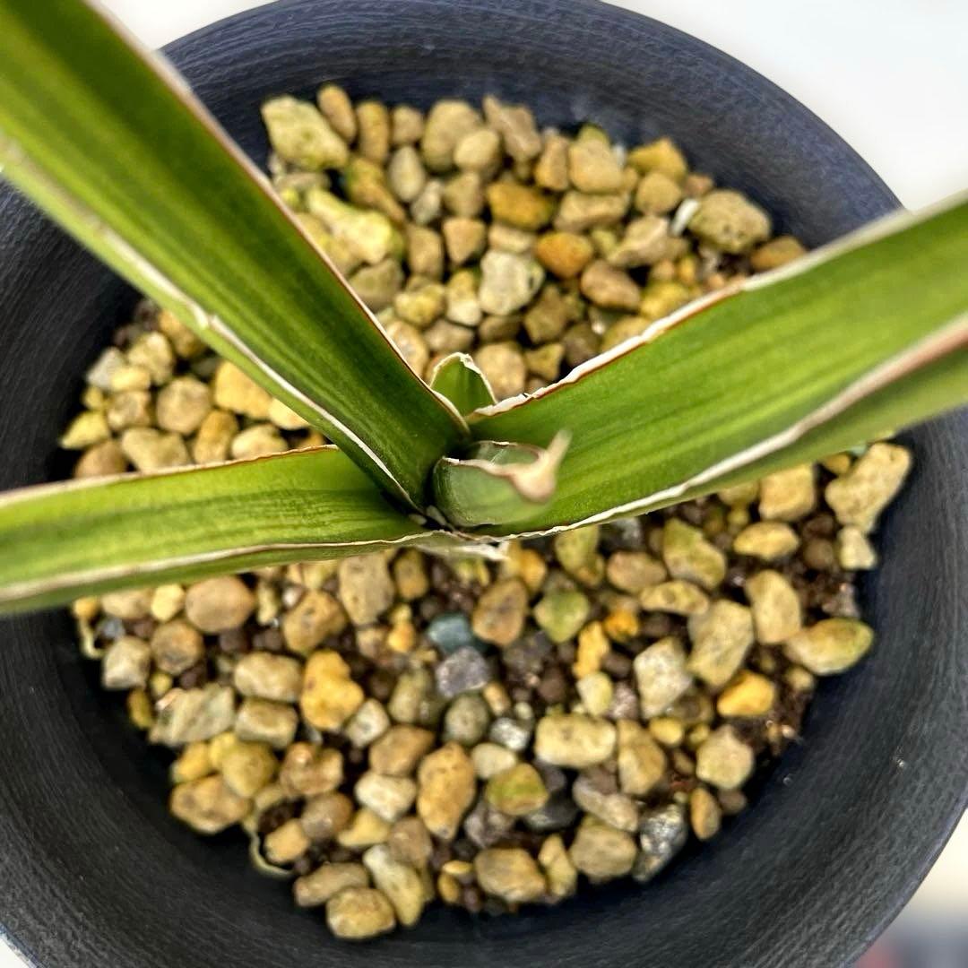 超希少　サンスベリア　斑入りカナリキュラタ　カナリキュラータ　ナナ　本物