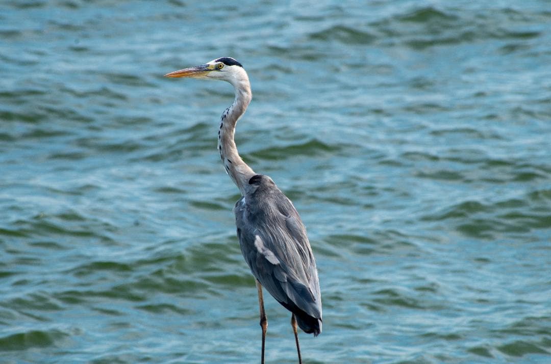 みやし様用【黒死病修理済】【訳アリ】PENTAX K-5０