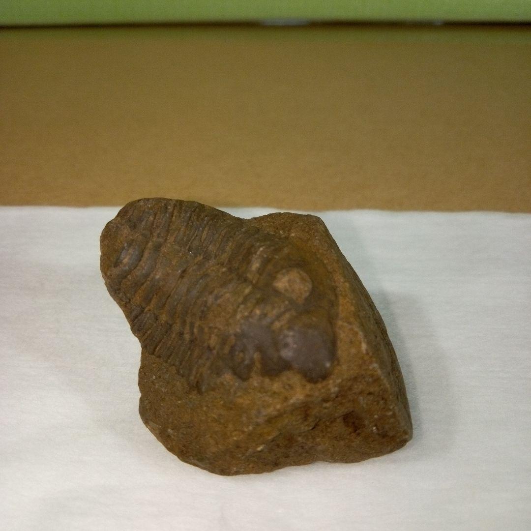 三葉虫　化石　三葉虫化石　究極のレトロ　fossil　ボリビア産　化石管理番号③