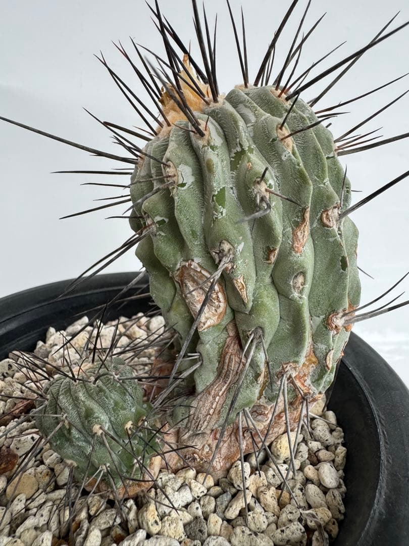 コピアポア　黒士冠　デアルバータ　現地球