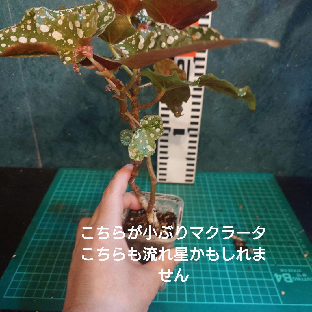 らいとママ様　ご確認用