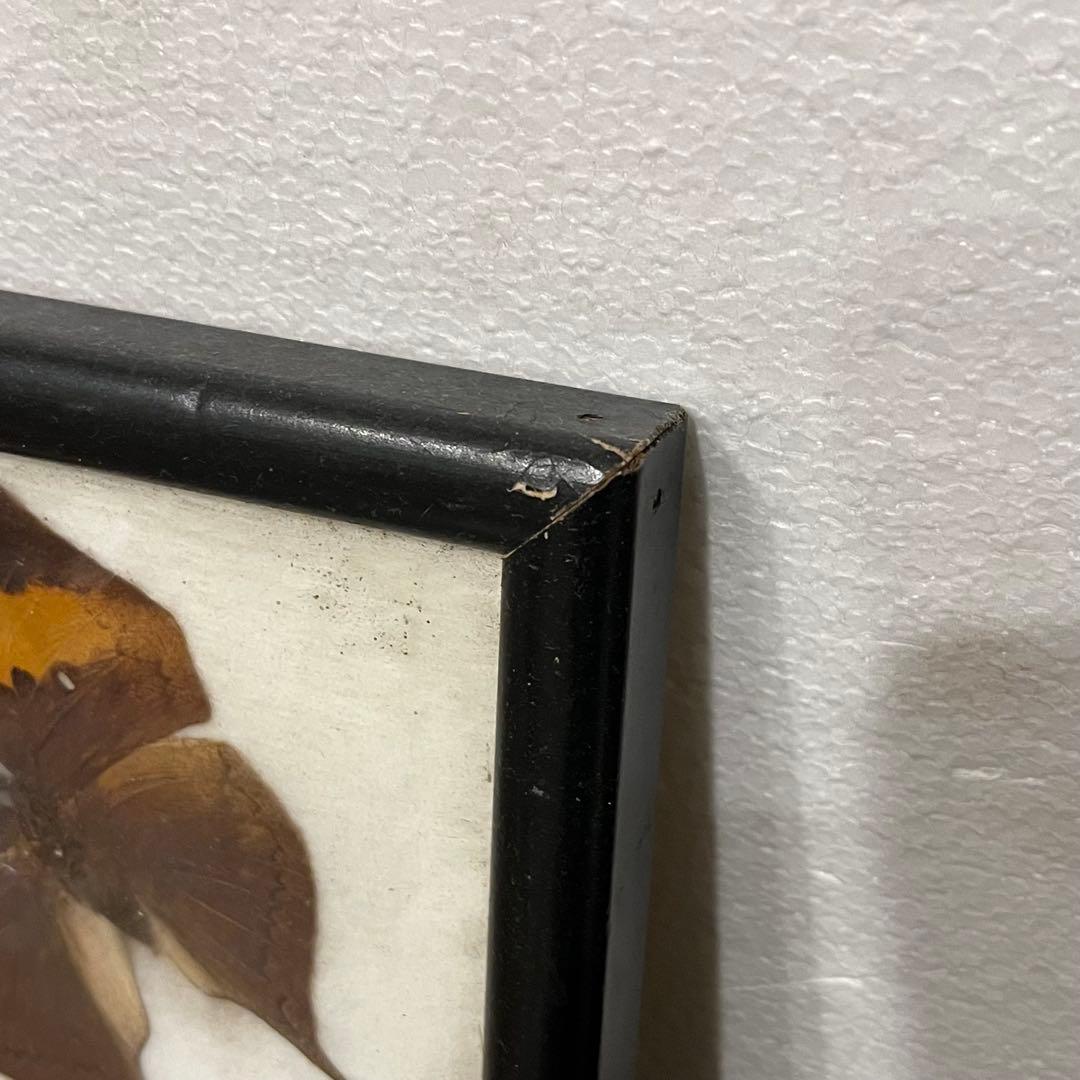 大型 昆虫標本 フレーム アトラス蛾 蝶標本 額装