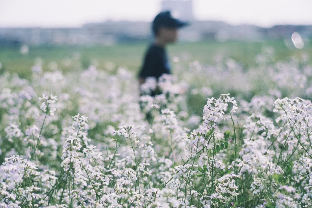 天使の梯子！Tele-Elmarit 90mm F2.8 1st Silver
