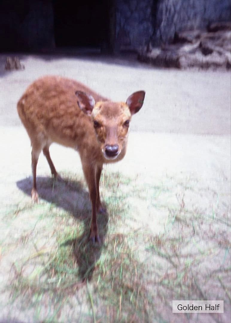 人気 ハローキティ hello kittyトイカメラ golden half