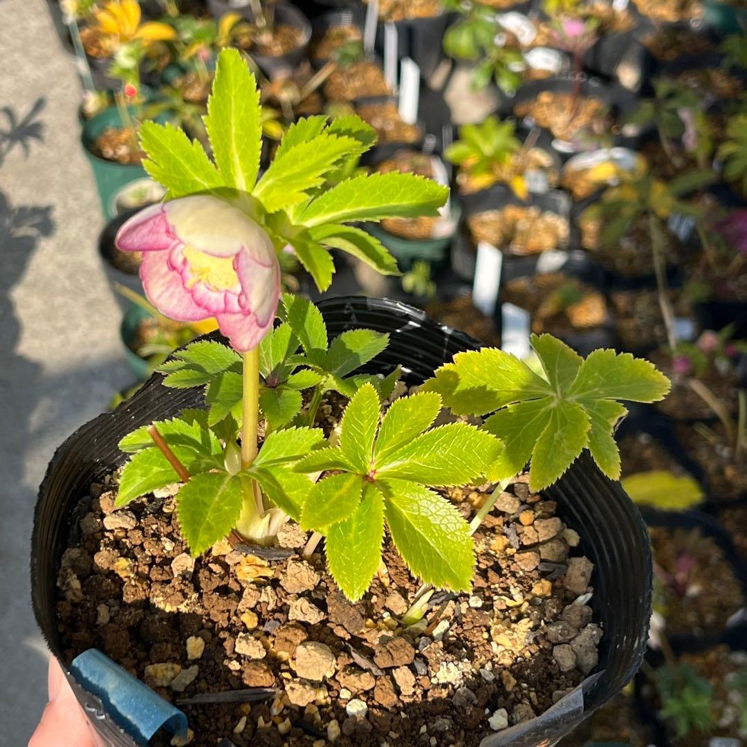 3152専用ポット発送メルカリ便☘️超目玉☘️⭐️希少⭐️ 【❤️極上❤️小輪❤️蜃気楼】