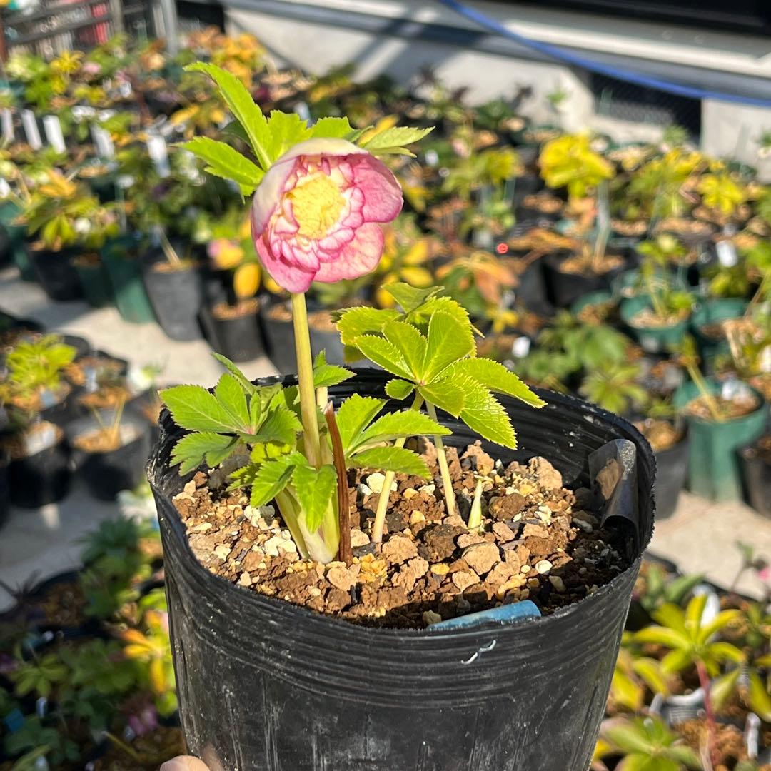 3152専用ポット発送メルカリ便☘️超目玉☘️⭐️希少⭐️ 【❤️極上❤️小輪❤️蜃気楼】