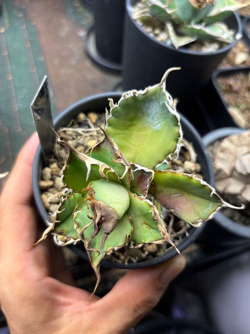 R*様 アガベ　デッドヒート　DEADHEAT　アガベ　ロウルサンコ（実生　レジ