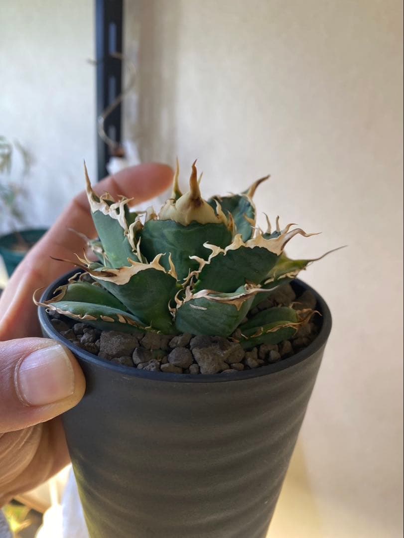 R*様 アガベ　デッドヒート　DEADHEAT　アガベ　ロウルサンコ（実生　レジ