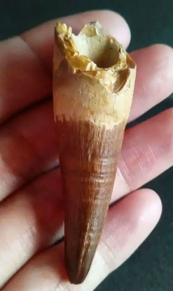 化石標本　絶滅種ワニ類　 ディロサウルス　極美麗