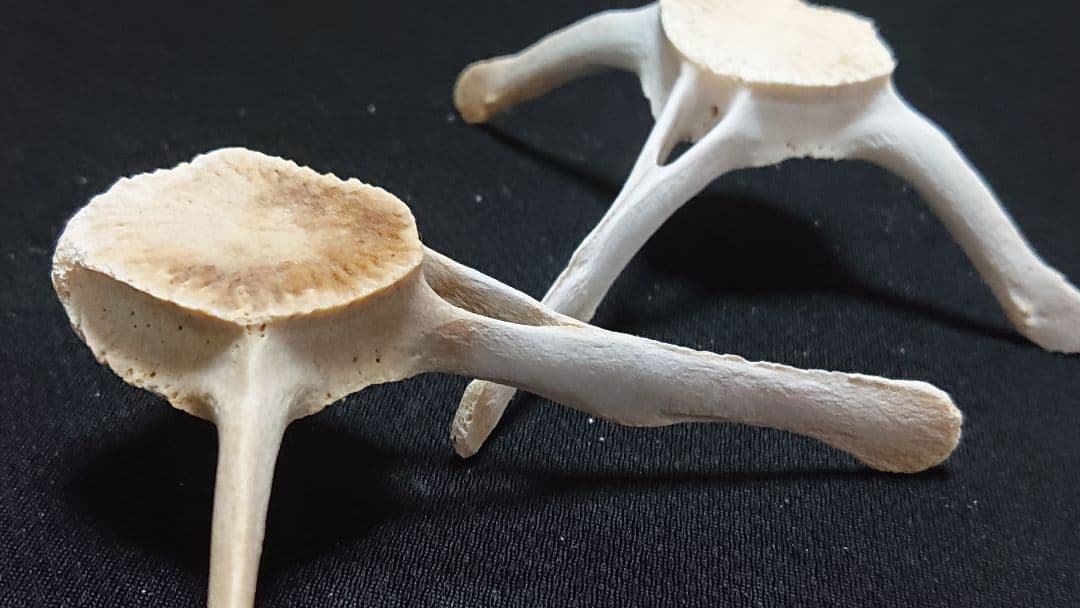 【希少】イルカの骨セット_4