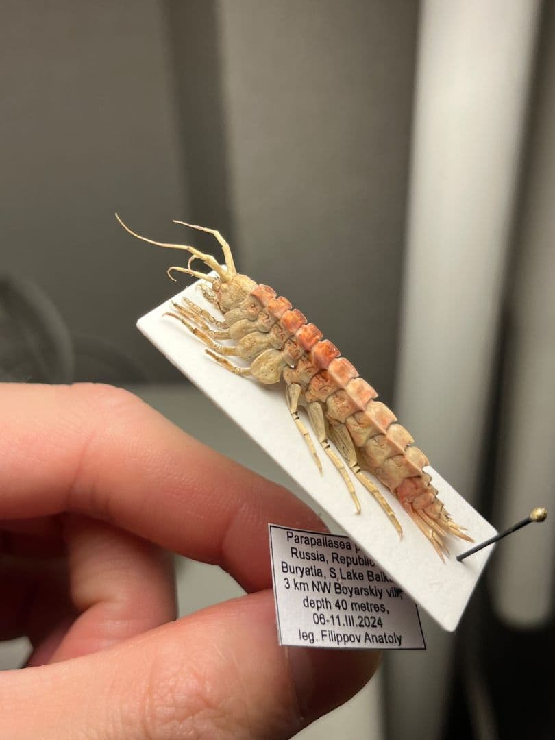 バイカルヨコエビ バイカル湖 標本 ムカデヤスデミリピードセンチピードサソリ