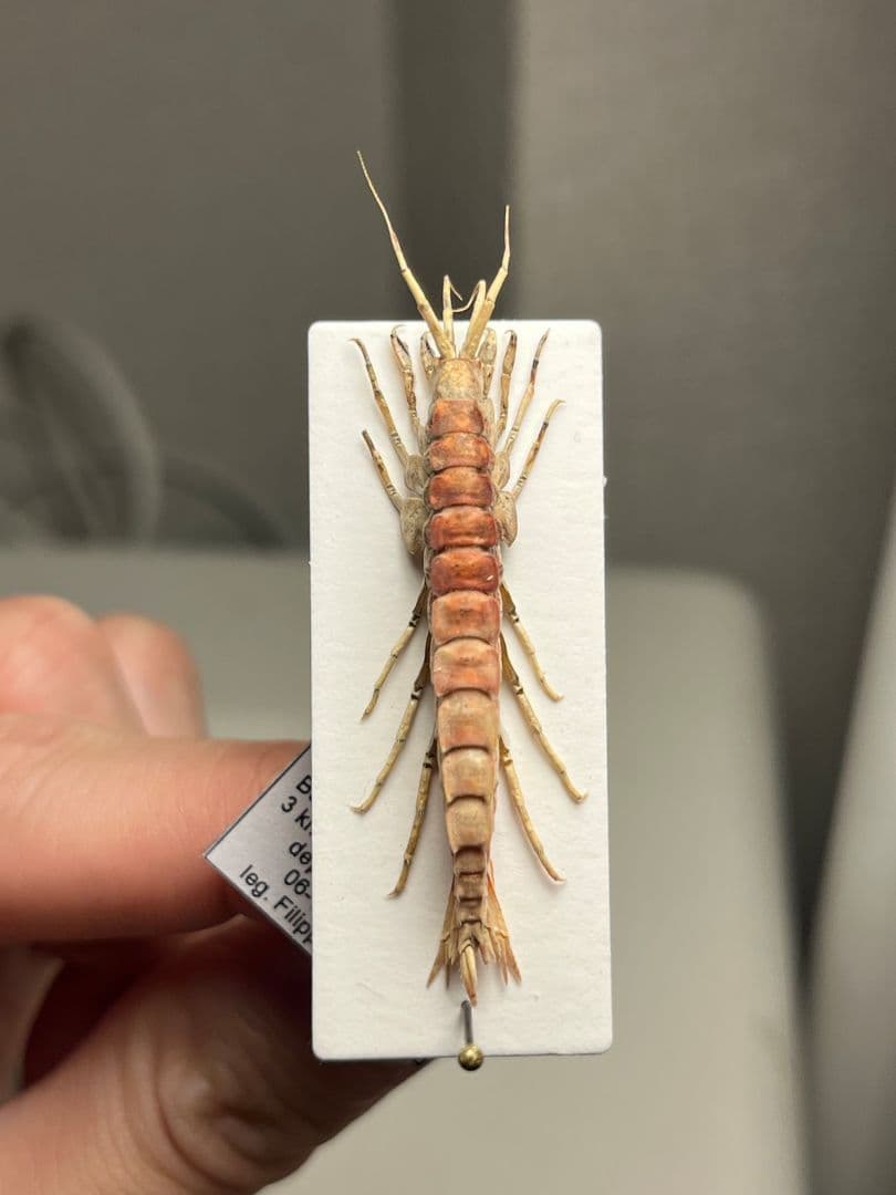 バイカルヨコエビ バイカル湖 標本 ムカデヤスデミリピードセンチピードサソリ