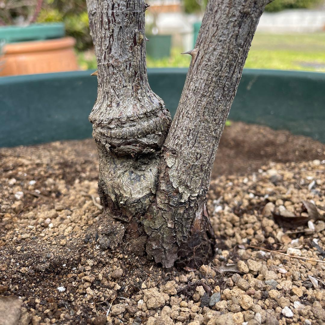 【1.29癌腫無し　即購入可能】【ノヴァーリス】　バラ　苗