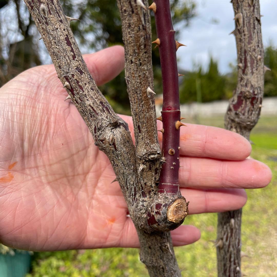 【1.29癌腫無し　即購入可能】【ノヴァーリス】　バラ　苗