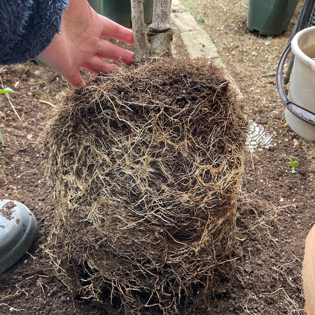 【1.29癌腫無し　即購入可能】【ノヴァーリス】　バラ　苗