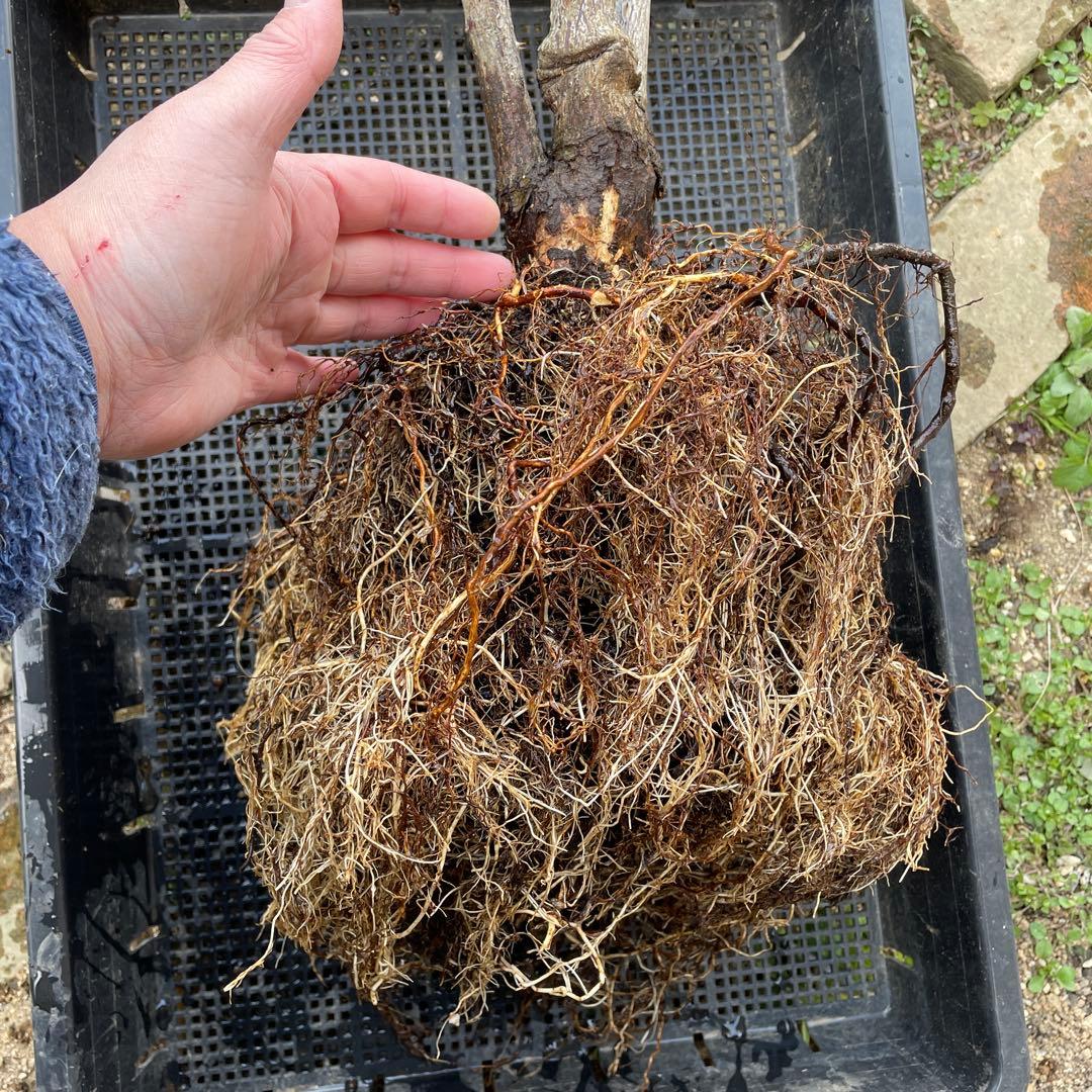 【1.29癌腫無し　即購入可能】【ノヴァーリス】　バラ　苗