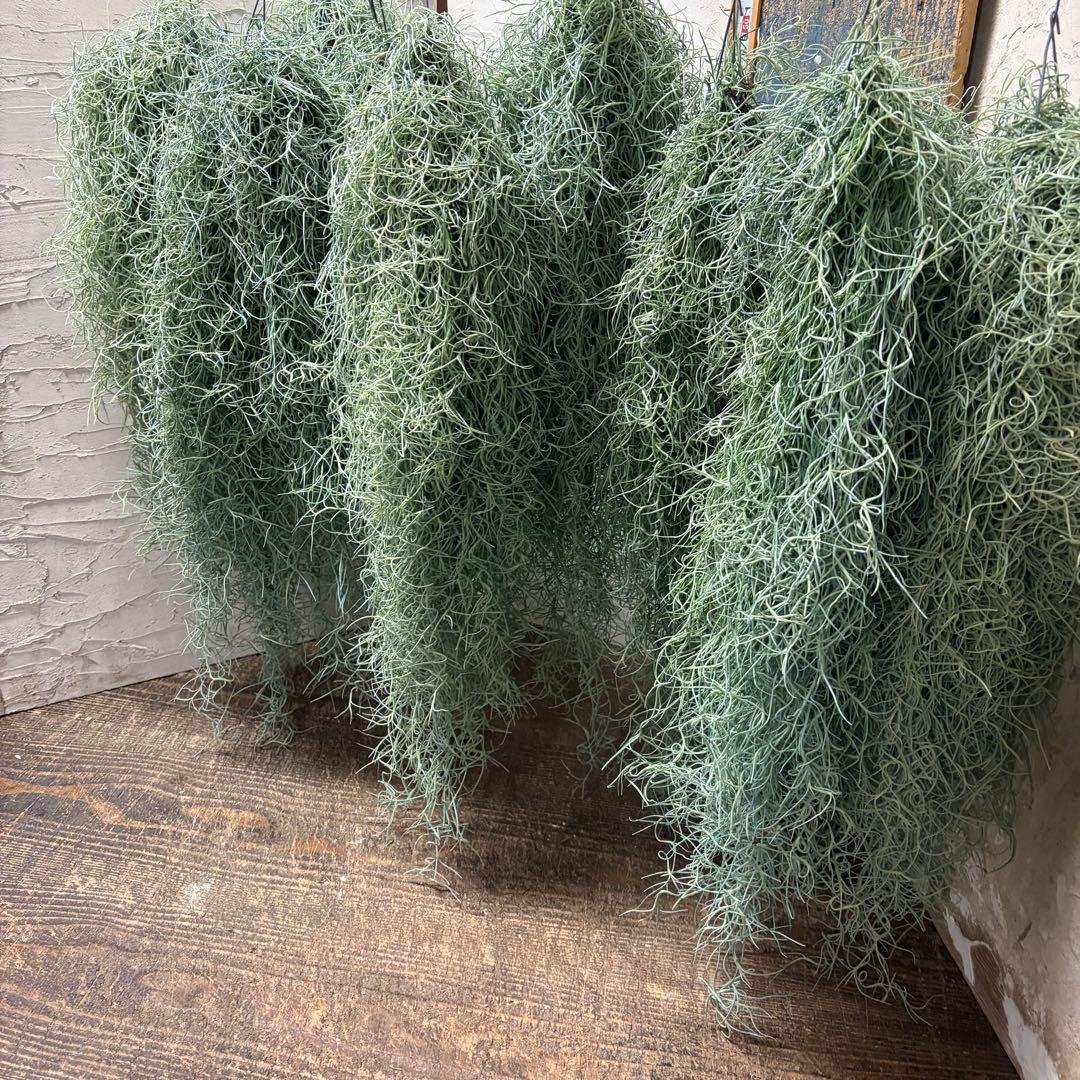 【専用商品】　チランジア　ウスネオイデス　大束10