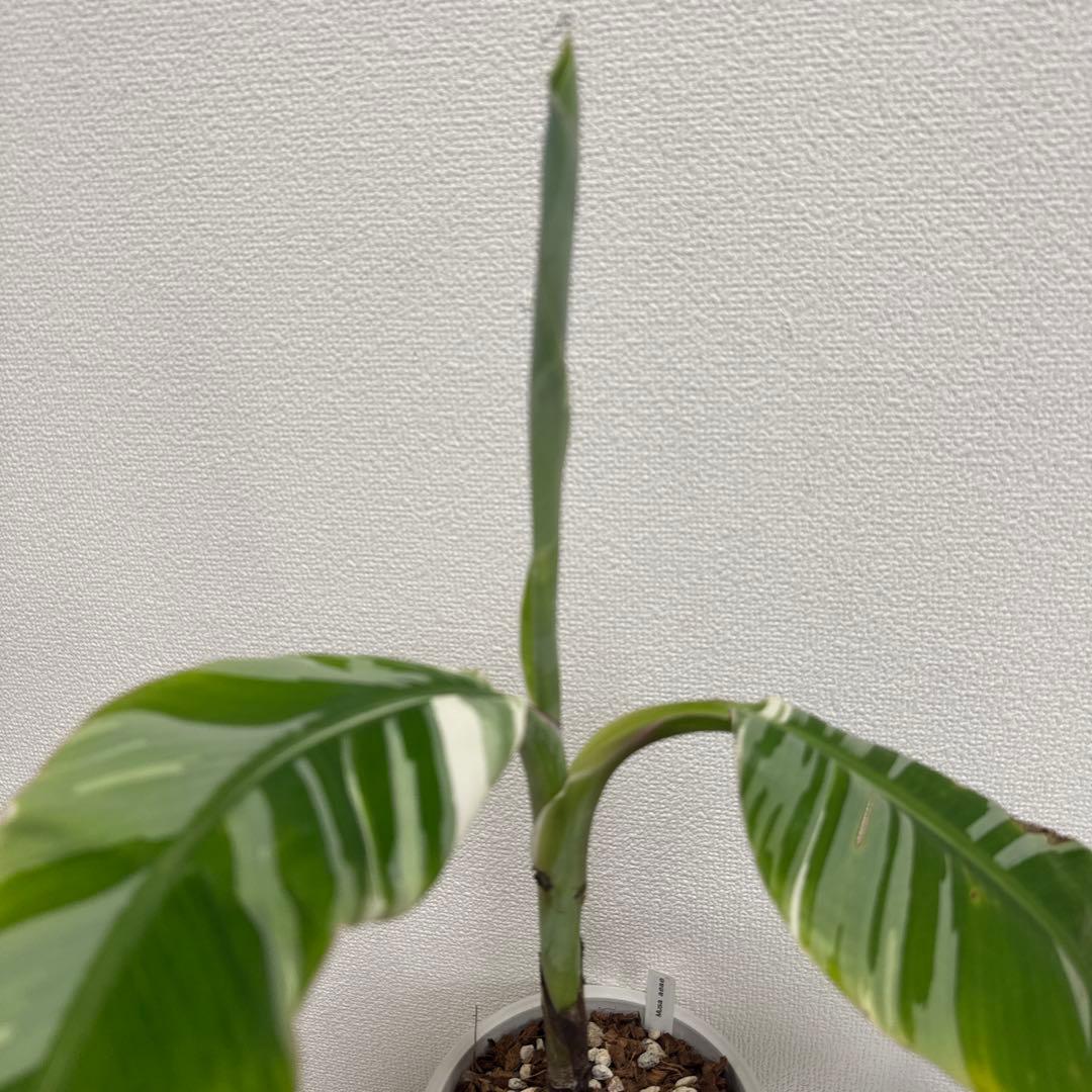 ムサアエアエ　⭐︎希少品種斑入りバナナ