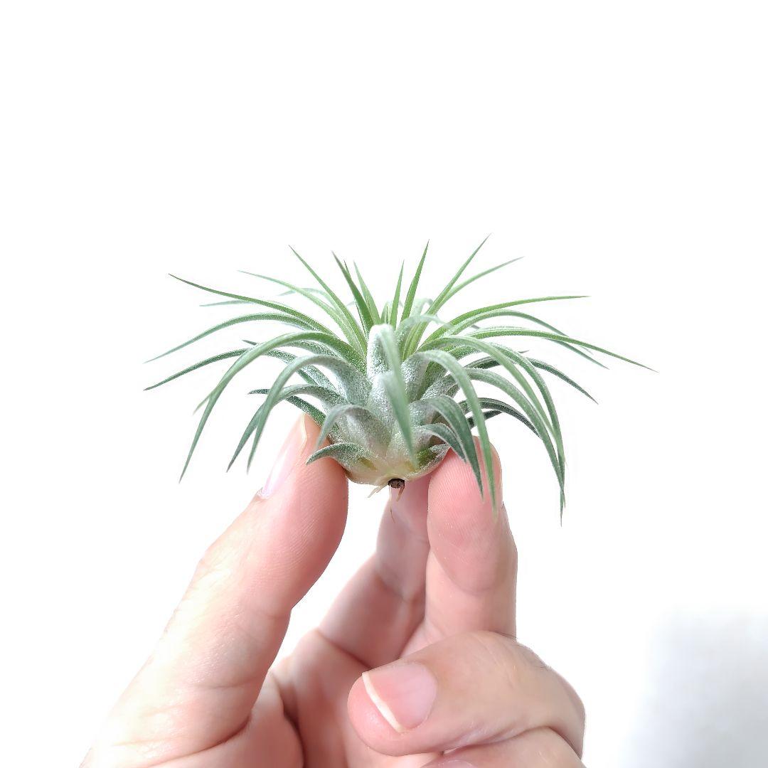 チランジア イオナンタ ヘッジホッグ