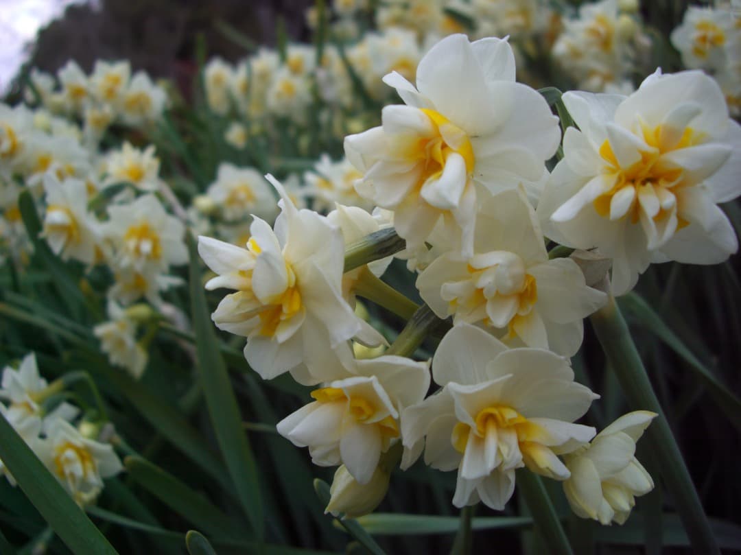 追加あり⭕️美品【動作確認済】CASIO EXILIM ZOOM EX-Z1000