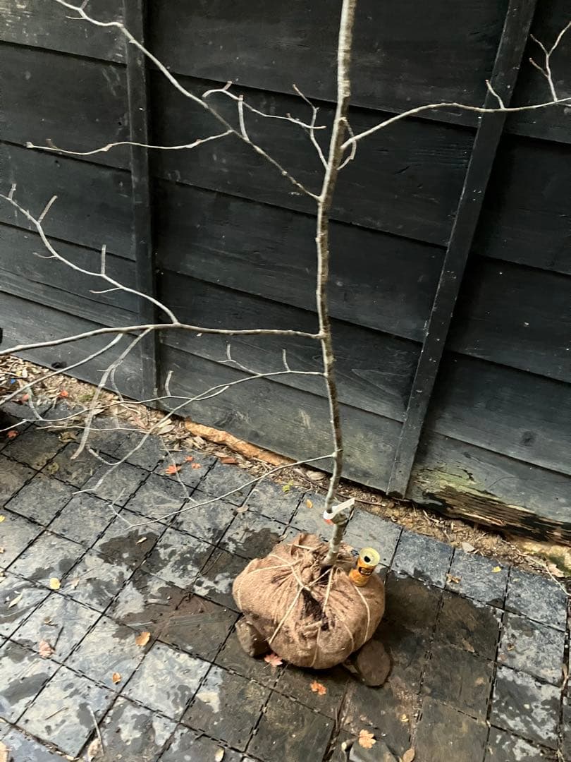 1 山採り　アズキナシ