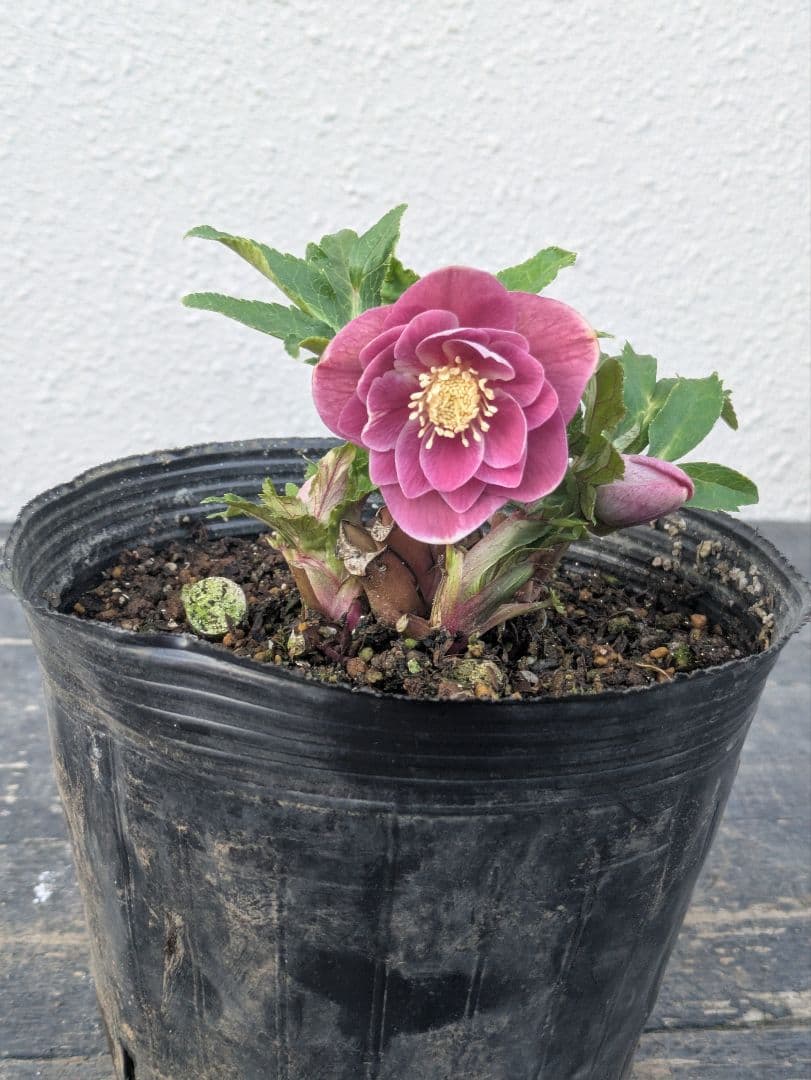 【広瀬園芸】クリスマスローズ ソレイユ系 オーレアdd リバーシブル