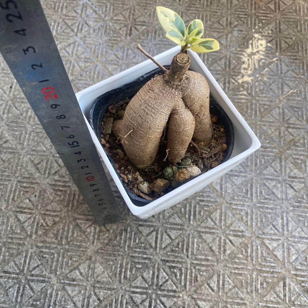 パンダガジュマル 斑入り 超希少 接木 鉢込 発根済み