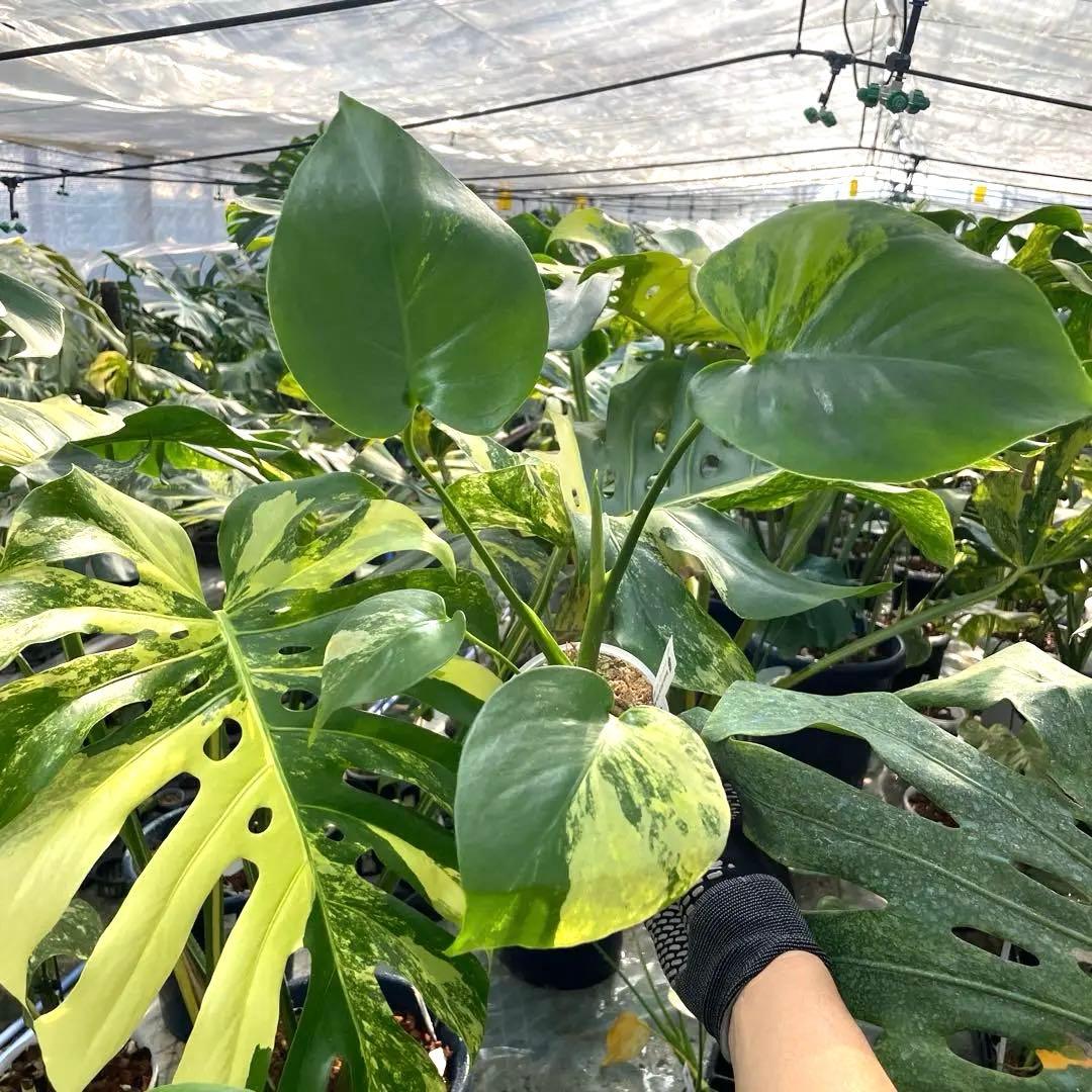 MS4 モンステラ　イエローマリリン　黄斑入り