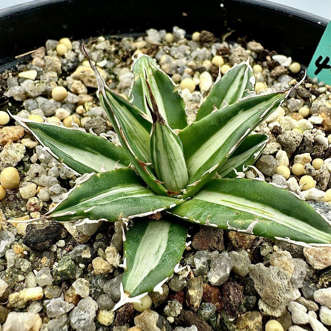 O40 多肉植物アガベ　ホリダ horrida  特殊錦 希少錦 鮮明錦 黄中斑