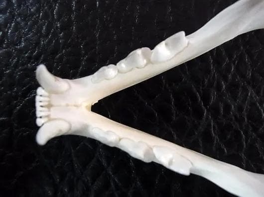 ★貴重！特大！　カラカル　頭骨 No.4　※登録票付