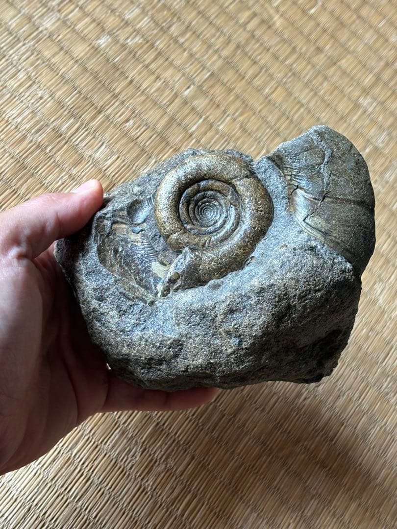 超レア　ゴードリセラス・ハマナカエンセ　化石　アンモナイト