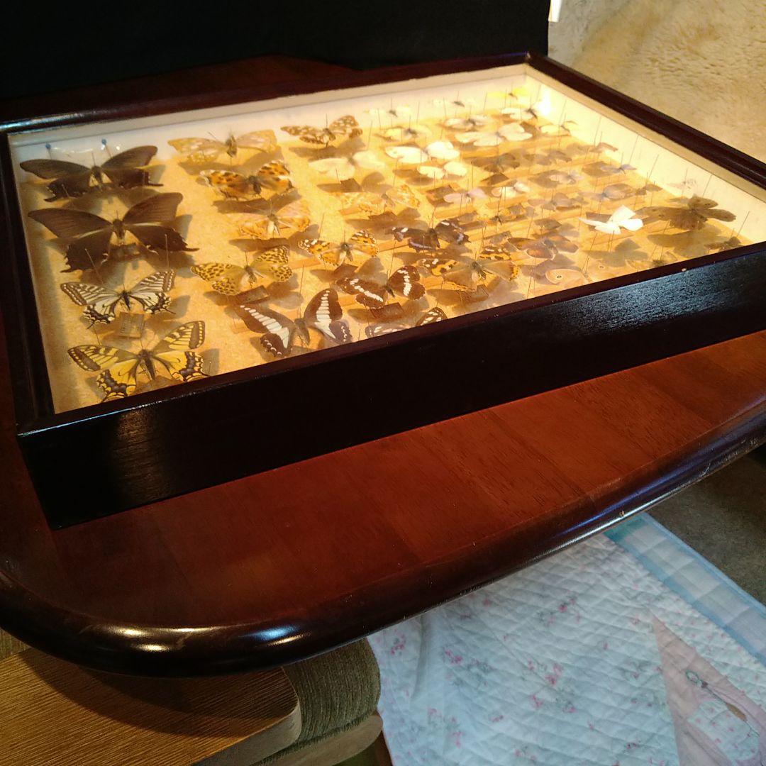 蝶の標本 木製箱(ガラス)52✕42✕6cm