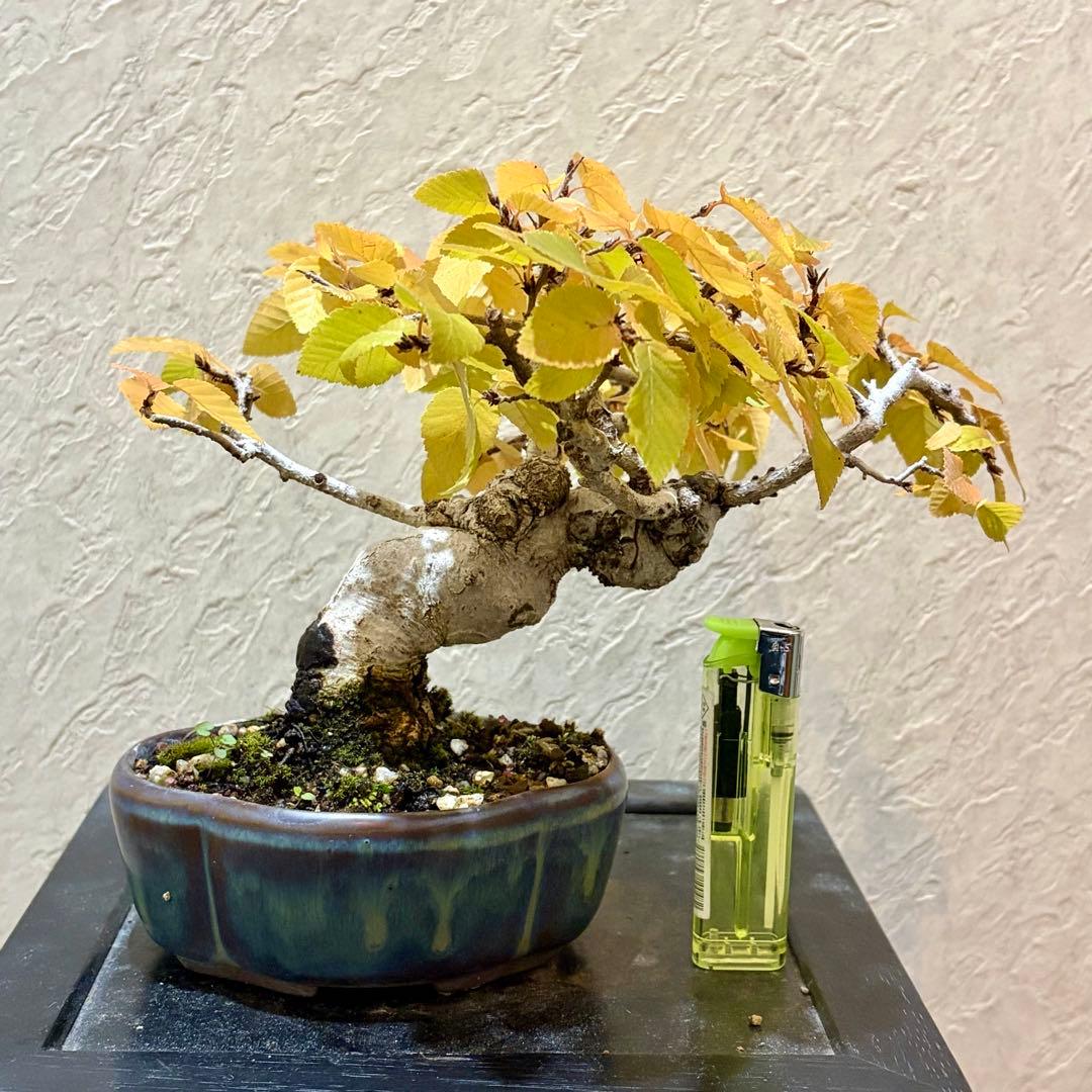 樹高13.5㎝　イワシデ　ソロ　小品盆栽　BONSAI 真柏　黒松　五葉松　紅葉
