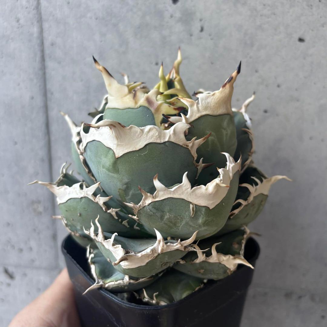 アガベ　オテロイ　実生　選抜株