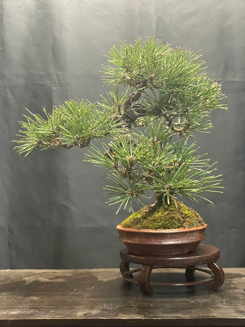 文人黒松盆栽 陶器鉢