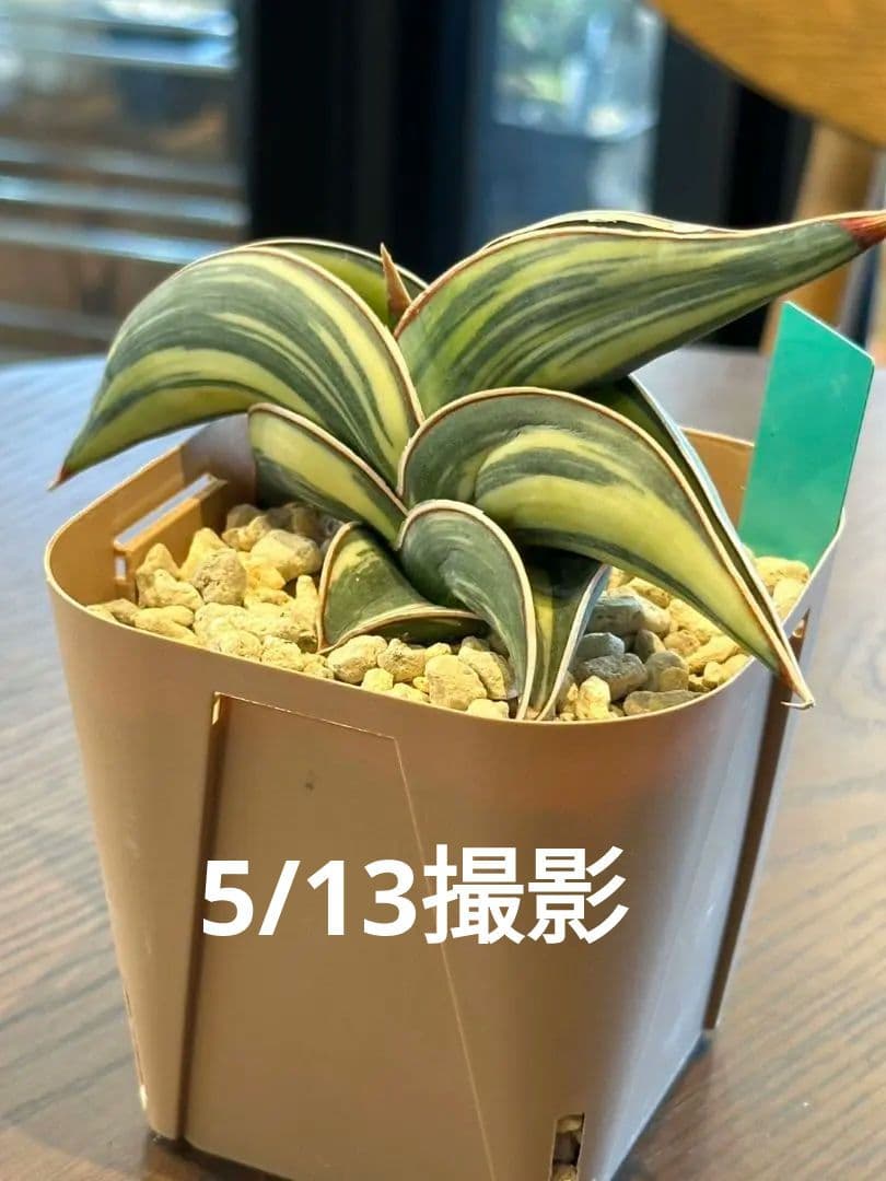 ☆S-9 超希少！大き目 サンスベリア ロリダ 斑入り ベアルート メルカリ便