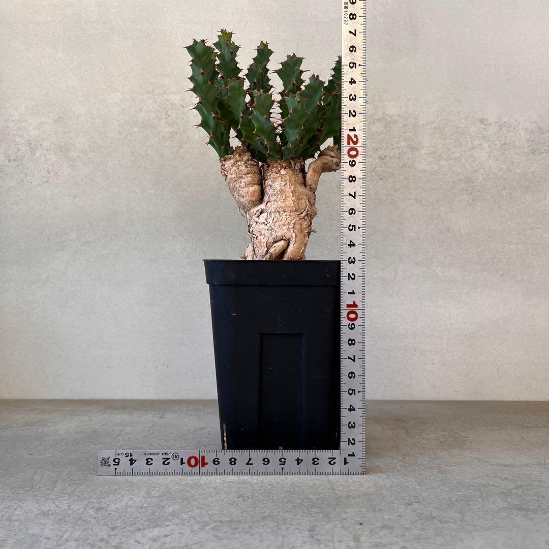 ユーフォルビア　クラビゲラ　現地球　Euphorbia clavigera