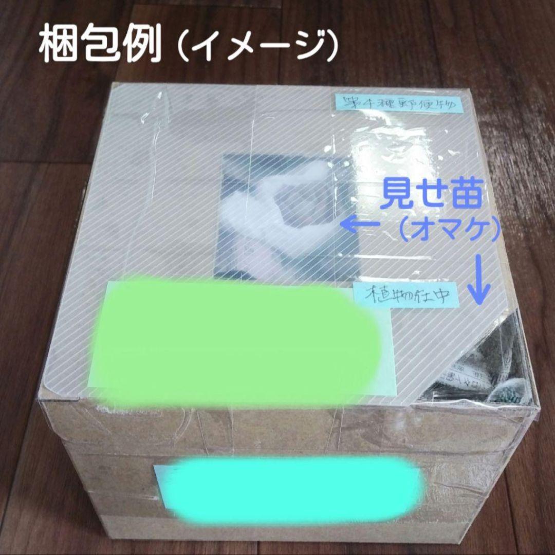 126.. 多肉植物 リモン 750円【抜き苗】