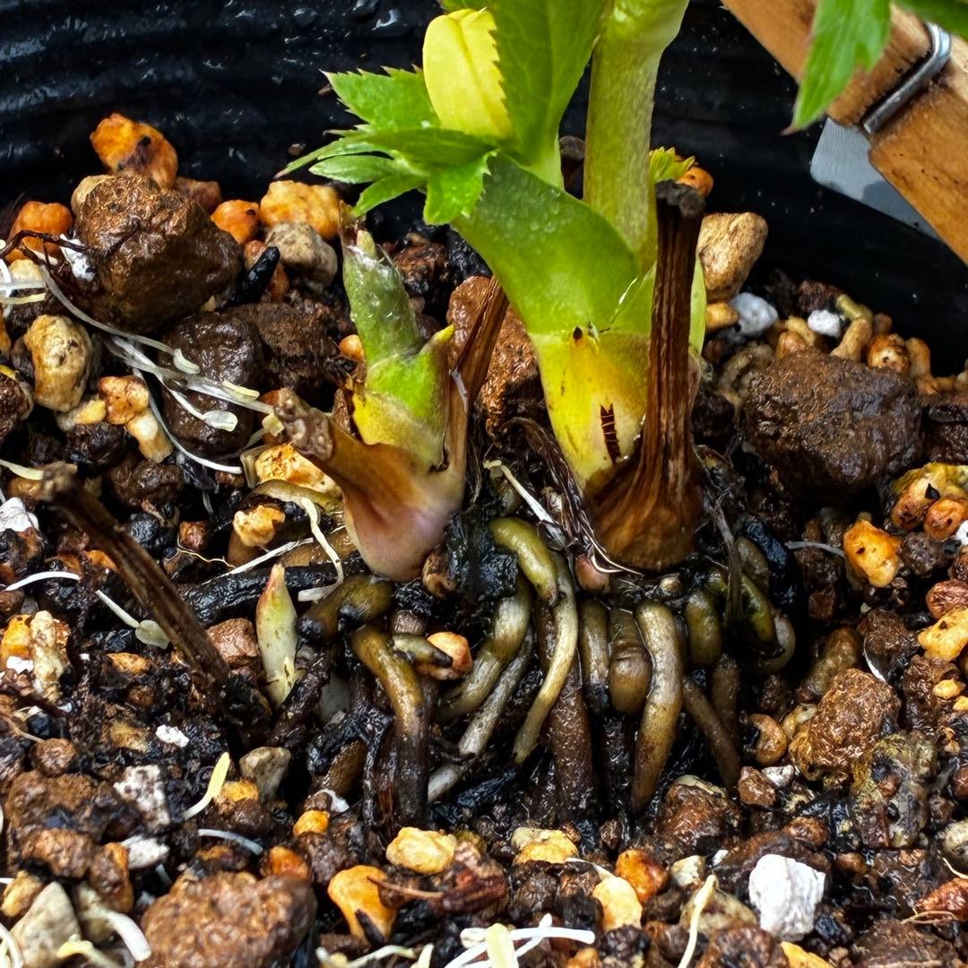 ヘ*6様 571☘️花蕾付☘️⭐️糸ピコSD⭐️イエローフジタ⭐️小輪⭐️オーレ