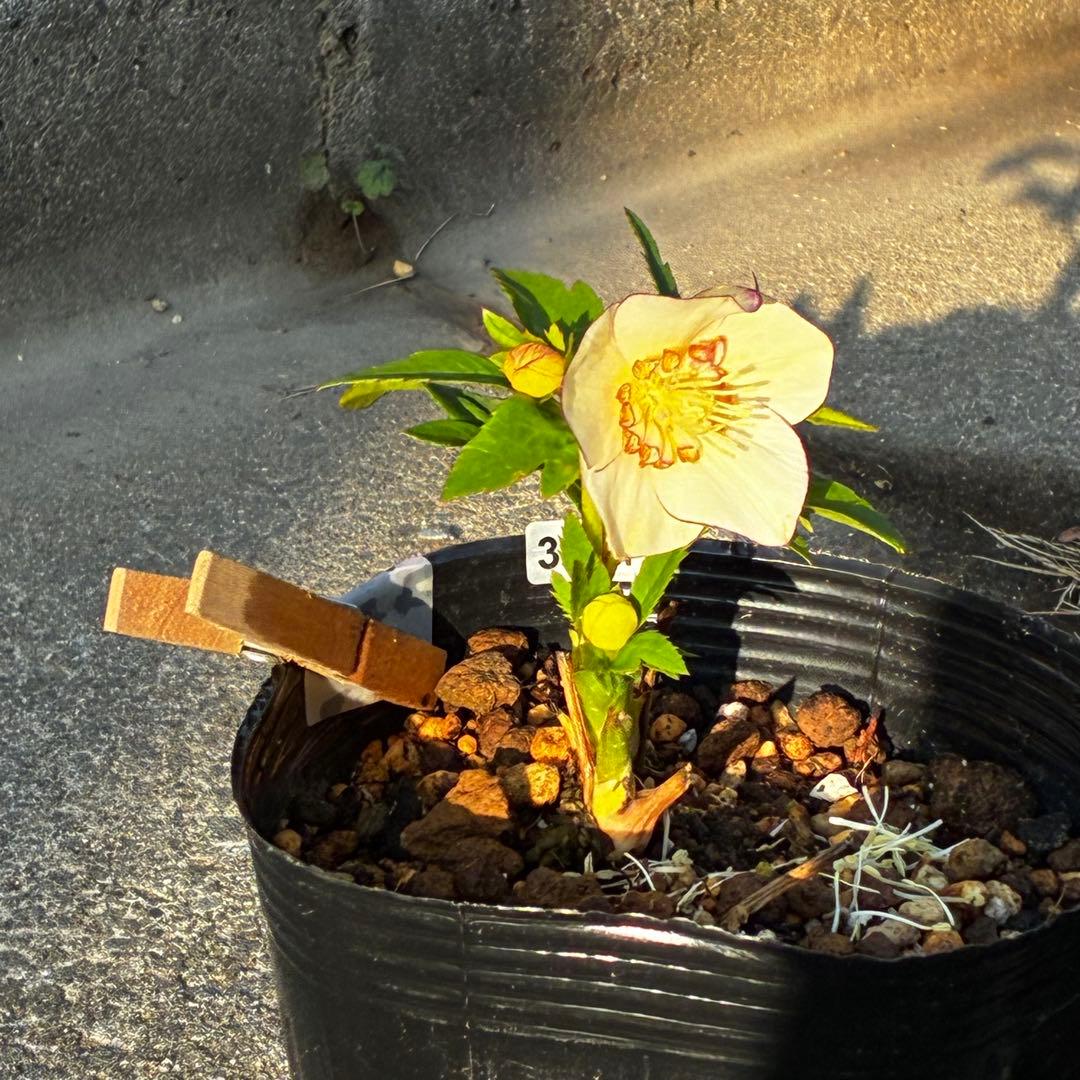 ヘ*6様 571☘️花蕾付☘️⭐️糸ピコSD⭐️イエローフジタ⭐️小輪⭐️オーレ