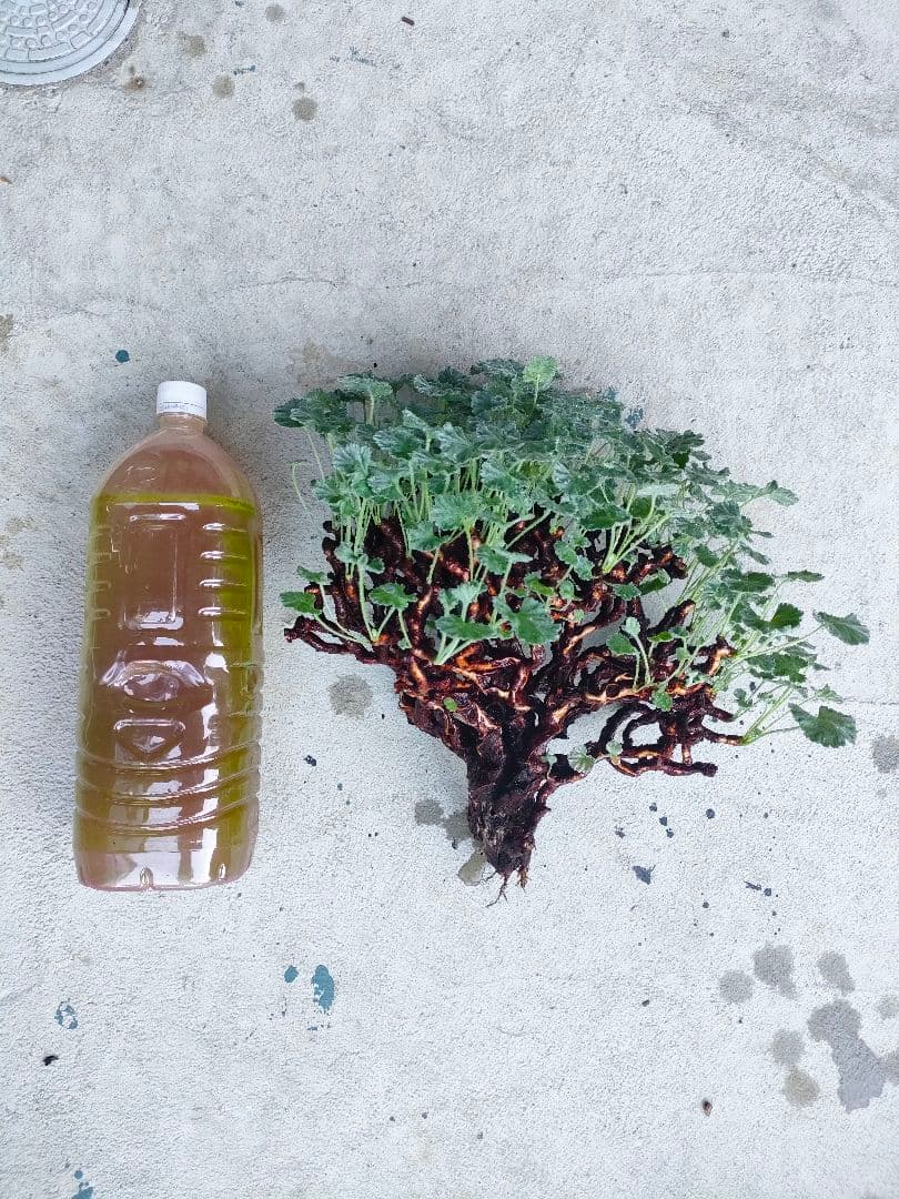 s*h様 ペラルゴニウムミラビレ