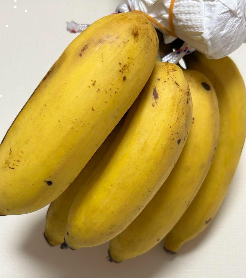 準親株！255cm巨大苗◆スーパードワーフ・キングナムワ◆関東露地&鉢植可◆耐寒