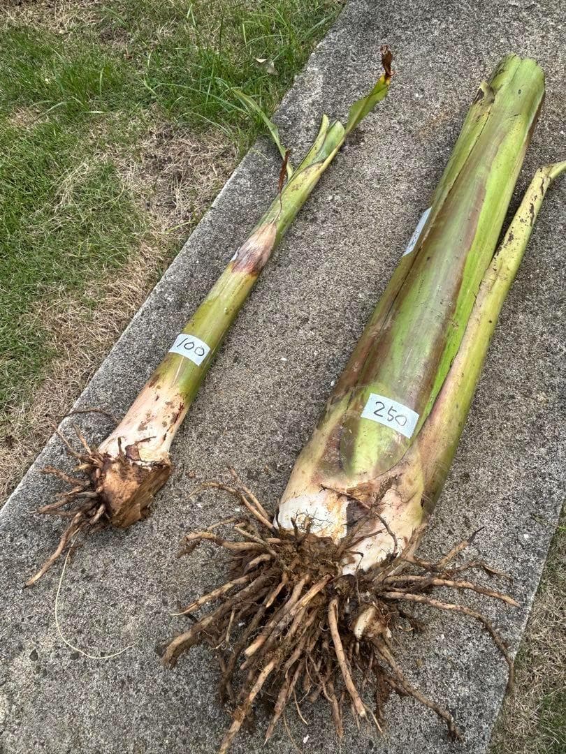 準親株！255cm巨大苗◆スーパードワーフ・キングナムワ◆関東露地&鉢植可◆耐寒