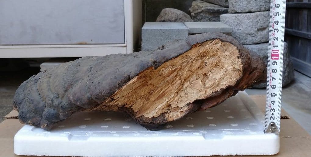 観賞用 さるのこしかけ 2.2キロ 白山 天然物 万年茸 サルノコシカケ 霊芝